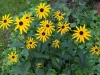 unnamed